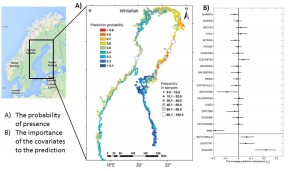 The distribution of sea spawning whitefish larvae in the Gulf of Bothnia reproduced from (Vanhatalo et al., 2012). Panel A) shows the probability of presence of larvae and the panel B) summarizes the importance of alternative environmental variables in explaining the presence.